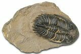 Detailed Hollardops Trilobite - Foum Zguid, Morocco #363116-3